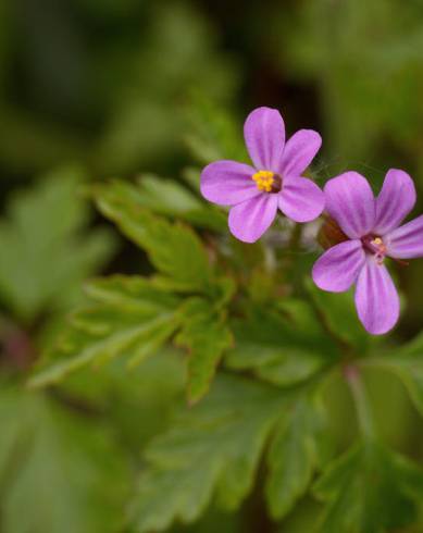 Fotografia de capa Geranium robertianum subesp. purpureum - do Jardim Botânico