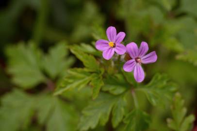 Fotografia da espécie Geranium robertianum subesp. purpureum