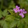 Fotografia 1 da espécie Geranium robertianum subesp. purpureum do Jardim Botânico UTAD