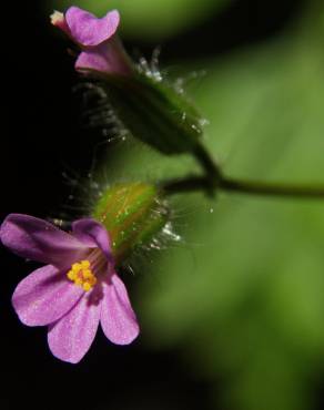 Fotografia 9 da espécie Geranium robertianum subesp. purpureum no Jardim Botânico UTAD