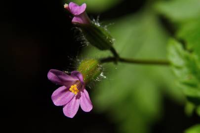 Fotografia da espécie Geranium robertianum subesp. purpureum