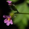 Fotografia 9 da espécie Geranium robertianum subesp. purpureum do Jardim Botânico UTAD