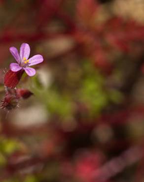 Fotografia 11 da espécie Geranium robertianum subesp. purpureum no Jardim Botânico UTAD