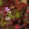 Fotografia 11 da espécie Geranium robertianum subesp. purpureum do Jardim Botânico UTAD