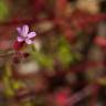 Fotografia 11 da espécie Geranium robertianum subesp. purpureum do Jardim Botânico UTAD