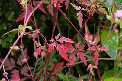 Fotografia da espécie Geranium robertianum subesp. purpureum