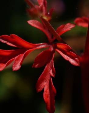 Fotografia 13 da espécie Geranium robertianum subesp. purpureum no Jardim Botânico UTAD