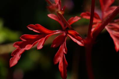 Fotografia da espécie Geranium robertianum subesp. purpureum