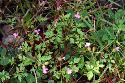 Fotografia da espécie Geranium robertianum subesp. purpureum