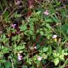 Fotografia 14 da espécie Geranium robertianum subesp. purpureum do Jardim Botânico UTAD