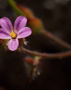 Fotografia 16 da espécie Geranium robertianum subesp. purpureum no Jardim Botânico UTAD