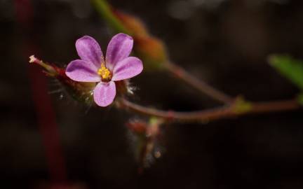 Fotografia da espécie Geranium robertianum subesp. purpureum