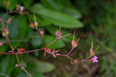 Fotografia da espécie Geranium robertianum subesp. purpureum