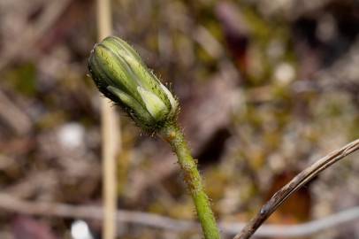 Fotografia da espécie Aetheorhiza bulbosa subesp. bulbosa