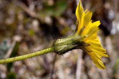 Fotografia da espécie Aetheorhiza bulbosa subesp. bulbosa