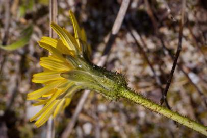 Fotografia da espécie Aetheorhiza bulbosa subesp. bulbosa