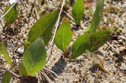 Fotografia da espécie Aetheorhiza bulbosa subesp. bulbosa