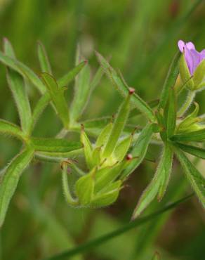 Fotografia 16 da espécie Geranium dissectum no Jardim Botânico UTAD