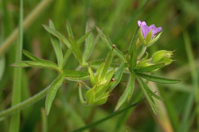 Fotografia da espécie Geranium dissectum