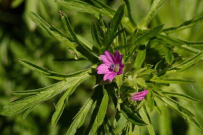 Fotografia da espécie Geranium dissectum