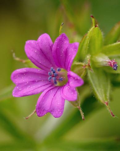 Fotografia de capa Geranium dissectum - do Jardim Botânico