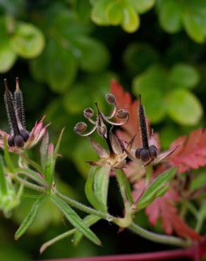 Fotografia 19 da espécie Geranium dissectum no Jardim Botânico UTAD