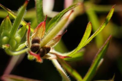 Fotografia da espécie Geranium dissectum