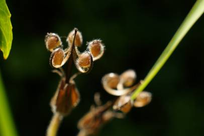 Fotografia da espécie Geranium dissectum