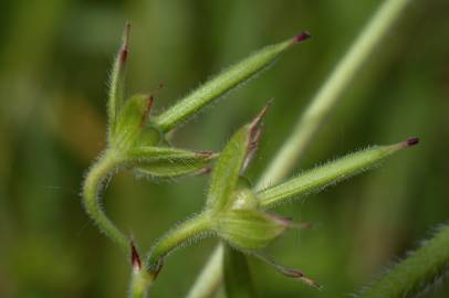 Fotografia da espécie Geranium dissectum