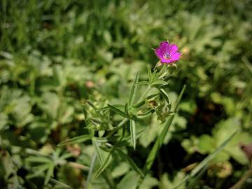 Fotografia da espécie Geranium dissectum