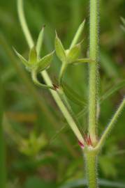 Fotografia da espécie Geranium dissectum