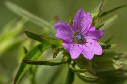 Fotografia da espécie Geranium dissectum