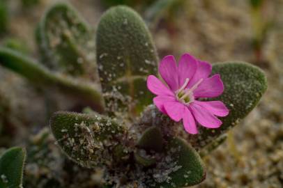 Fotografia da espécie Silene littorea subesp. littorea