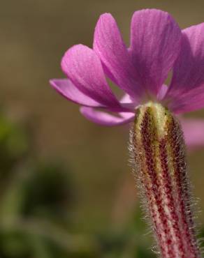 Fotografia 9 da espécie Silene littorea subesp. littorea no Jardim Botânico UTAD