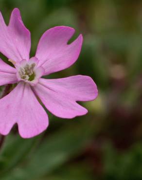 Fotografia 10 da espécie Silene littorea subesp. littorea no Jardim Botânico UTAD