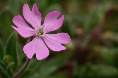 Fotografia da espécie Silene littorea subesp. littorea