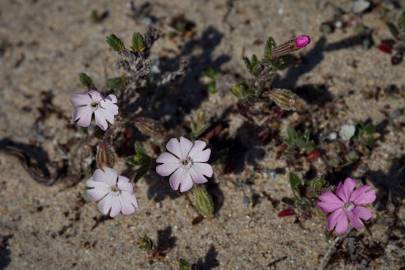 Fotografia da espécie Silene littorea subesp. littorea