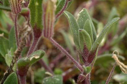 Fotografia da espécie Silene littorea subesp. littorea