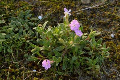 Fotografia da espécie Silene littorea subesp. littorea