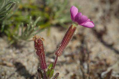 Fotografia da espécie Silene littorea subesp. littorea