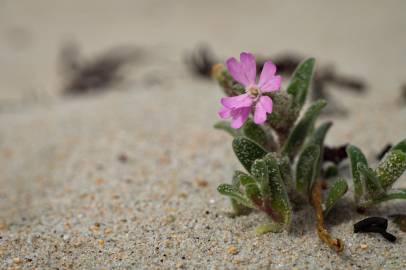 Fotografia da espécie Silene littorea subesp. littorea