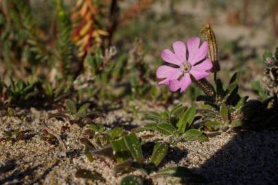 Fotografia da espécie Silene littorea subesp. littorea