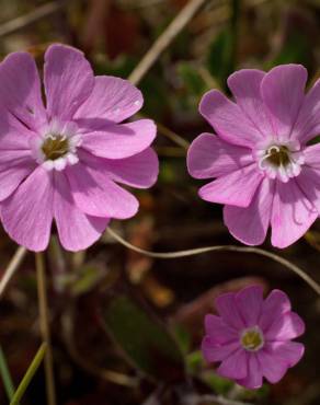 Fotografia 1 da espécie Silene littorea subesp. littorea no Jardim Botânico UTAD