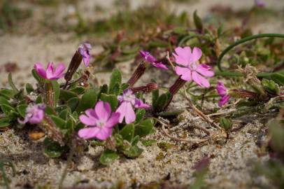 Fotografia da espécie Silene littorea subesp. littorea