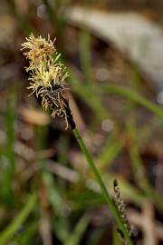 Fotografia da espécie Carex binervis