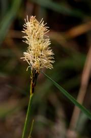 Fotografia da espécie Carex binervis