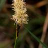 Fotografia 9 da espécie Carex binervis do Jardim Botânico UTAD