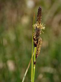 Fotografia da espécie Carex binervis
