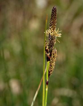 Fotografia 11 da espécie Carex binervis no Jardim Botânico UTAD