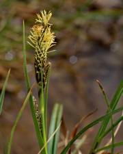 Fotografia da espécie Carex binervis